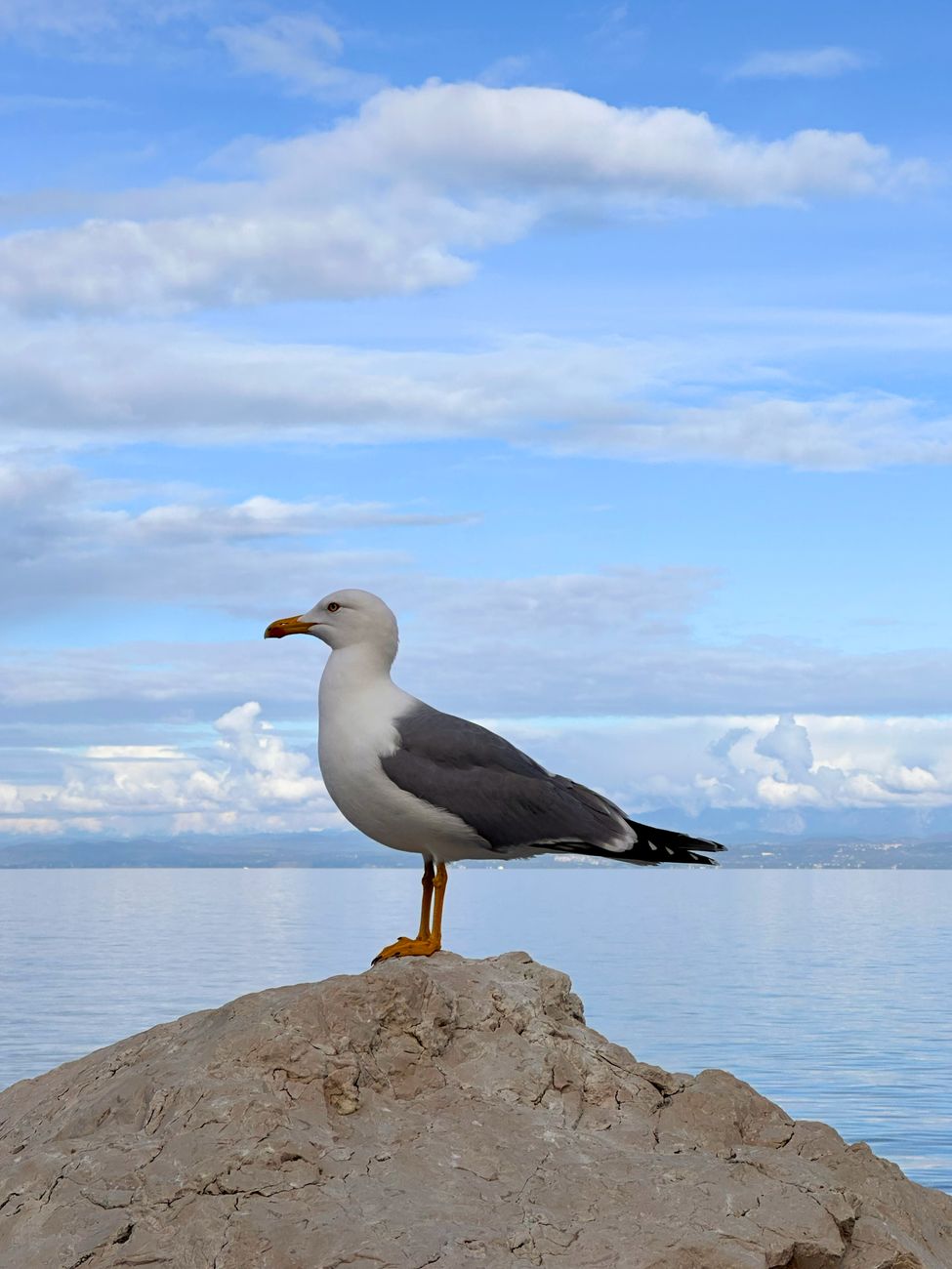 majestic seagull perched on coastal rock